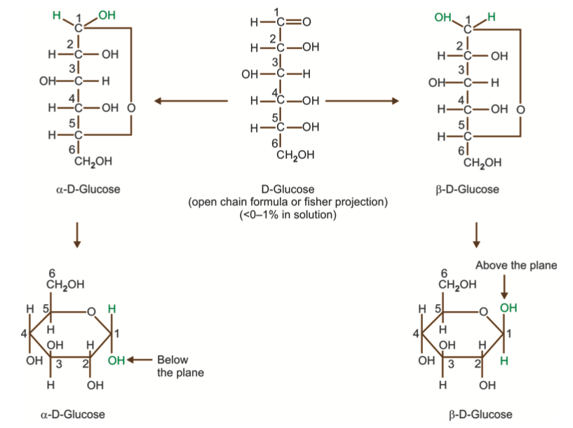 Isomerism in Carbohydrates Biochemistry Notes