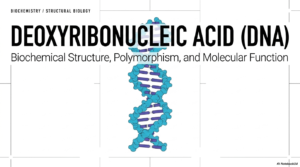 Deoxyribonucleic Acid: The Blueprint of Life