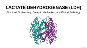 Lactate Dehydrogenase: Structure, Isoenzymes, and Mechanism