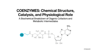Coenzymes Explained: Functions, Types, and Enzyme Catalysis