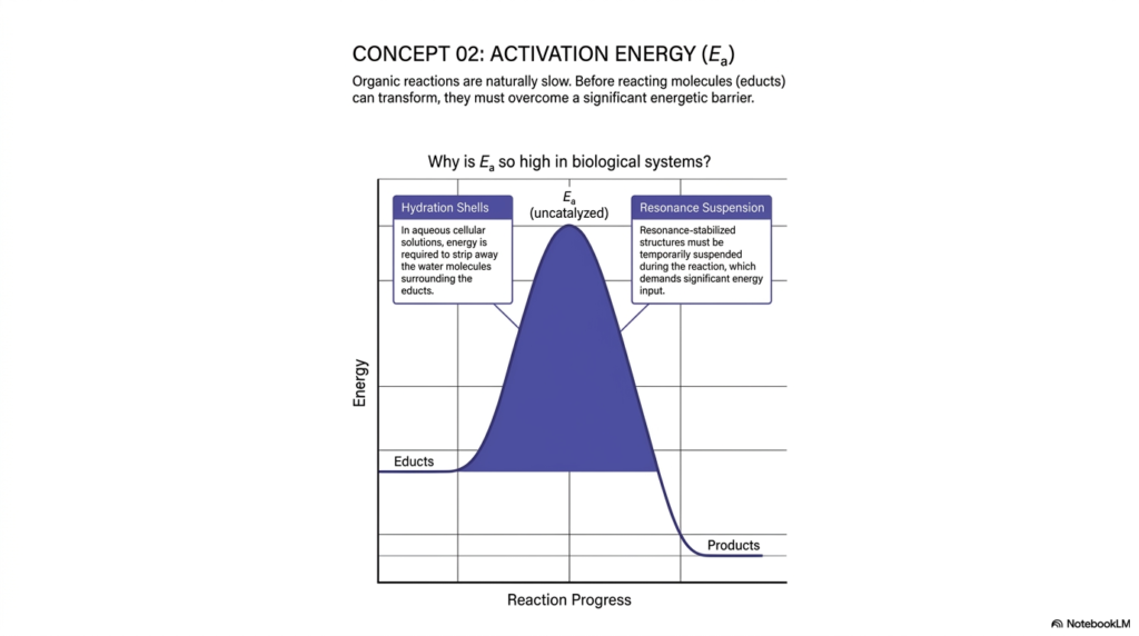 Catalysis: The Engine of Biochemical Reactions