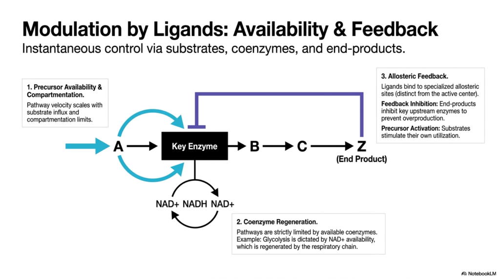 Understanding Metabolic Regulation: Fundamental Mechanisms