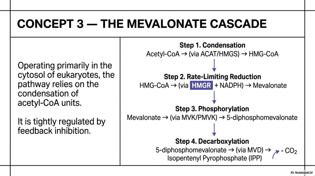 Isoprenoids: Metabolism, Biosynthesis, and Pathways