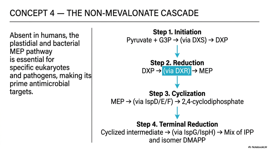 Isoprenoids: Metabolism, Biosynthesis, and Pathways