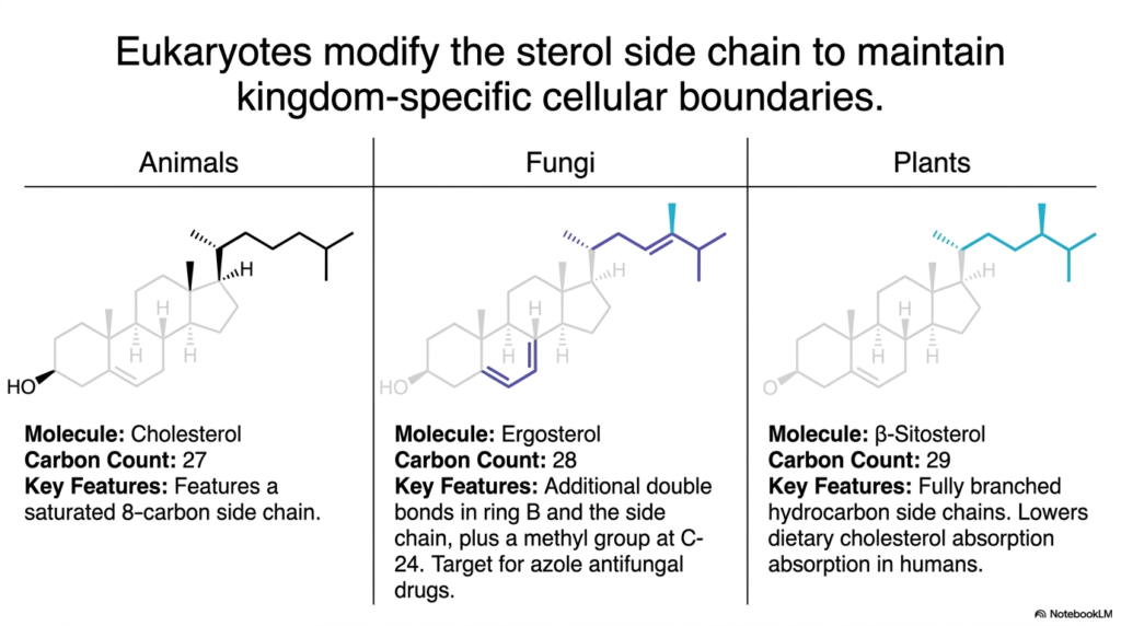 Steroid Chemistry: Structure, Biosynthesis, and Functions
