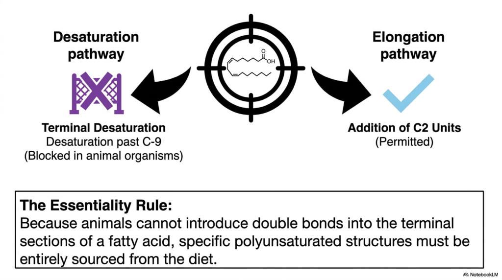 Chemical Architecture of Fatty Acids