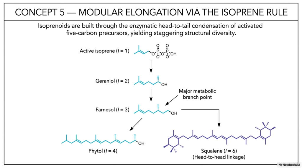 Isoprenoids: Metabolism, Biosynthesis, and Pathways