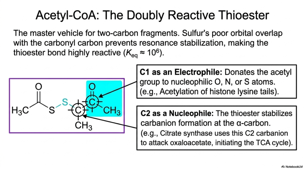 Activated Metabolites: The Currency of Cellular Energy