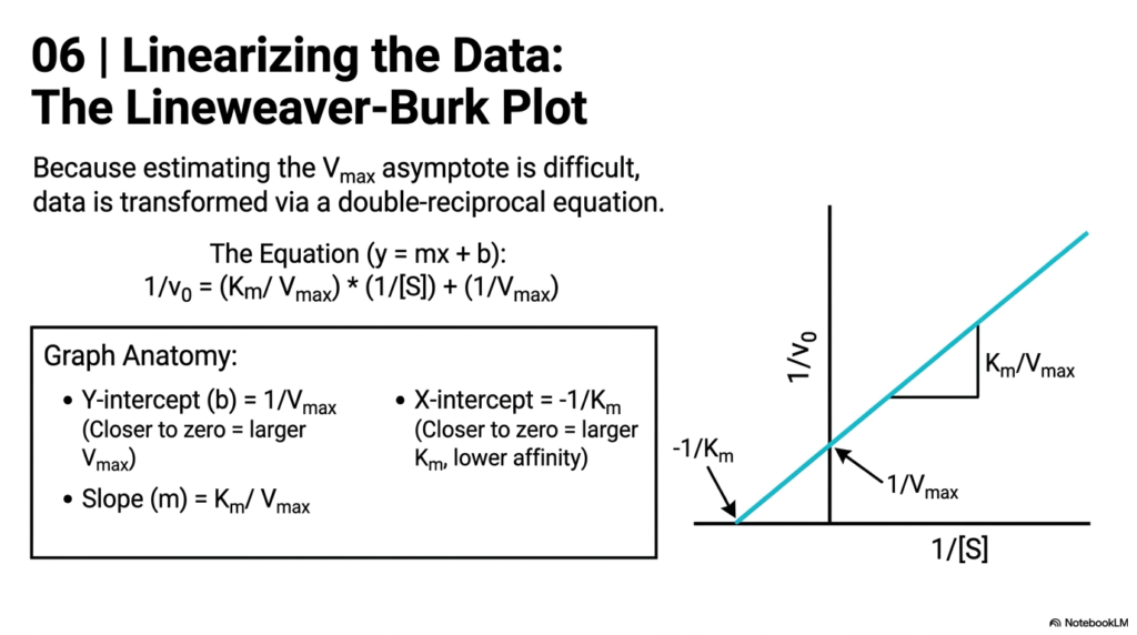 Enzyme Kinetics Explained: Principles, Mechanisms, and Models