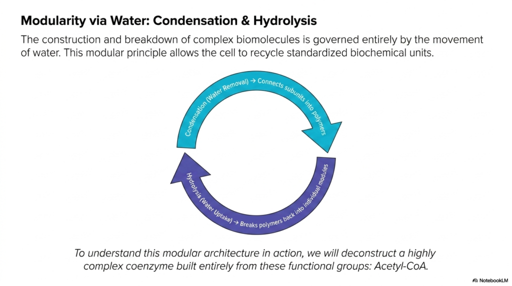 8. Modularity via Water: Condensation & Hydrolysis