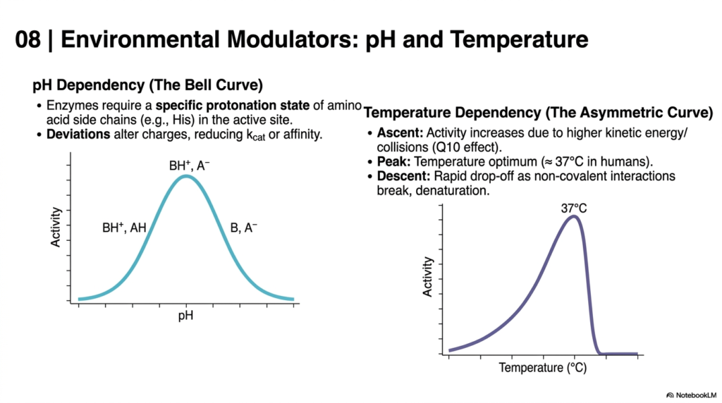 Enzyme Kinetics Explained: Principles, Mechanisms, and Models