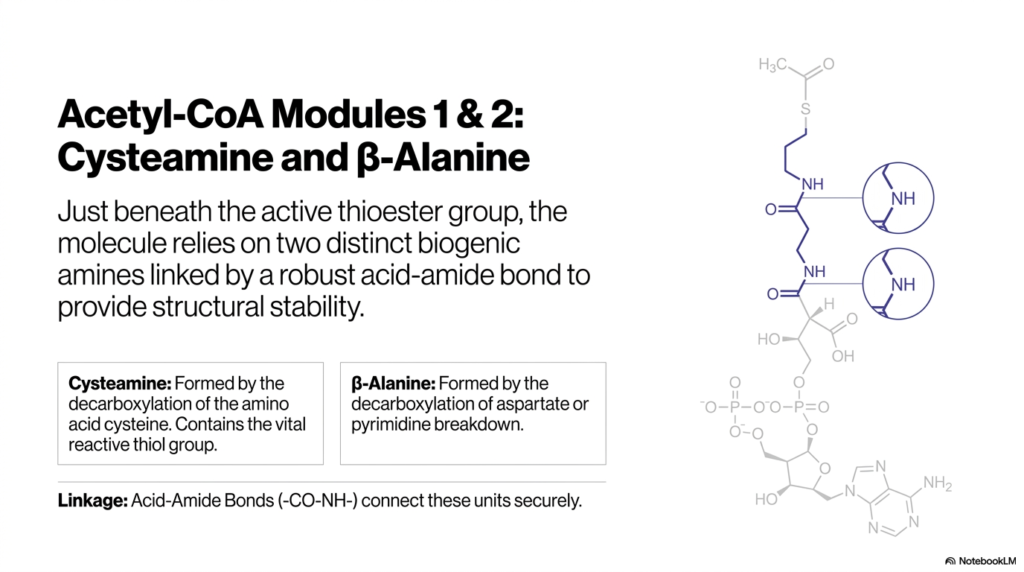 10. Acetyl-CoA Modules 1 & 2: Cysteamine and β-Alanine