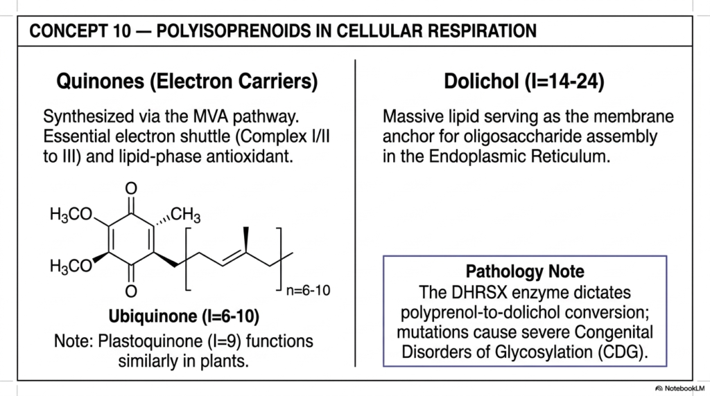Isoprenoids: Metabolism, Biosynthesis, and Pathways