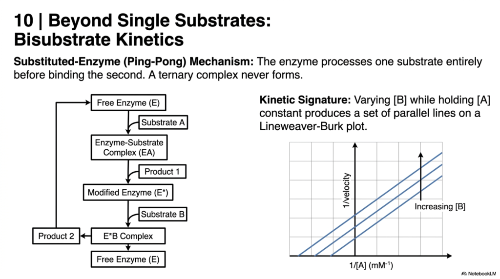 Enzyme Kinetics Explained: Principles, Mechanisms, and Models
