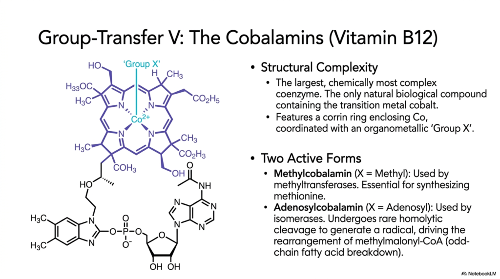 Coenzymes Explained: Functions, Types, and Enzyme Catalysis