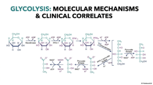 Glycolysis: Biochemical Pathway and Reactions