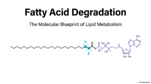 Fatty Acid Oxidation: Mechanisms of Lipid Metabolism