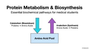 Understanding Protein Metabolism: Nitrogen Balance and Turnover