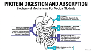 Protein Digestion: Mechanisms, Enzymes, and Absorption