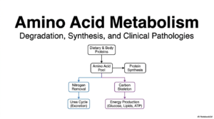 Amino Acid Degradation