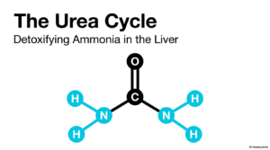 The Urea Cycle: Pathways of Nitrogen Metabolism