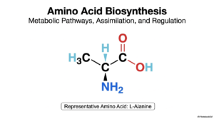 Amino Acid Biosynthesis: Pathways and Regulation