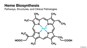 Heme Biosynthesis: Molecular Pathways and Pathology