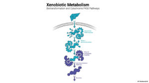 Xenobiotic Metabolism: Detoxification Pathways & Cytochrome P450