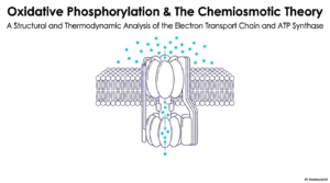 The Electron Transport Chain: Mechanisms of Mitochondrial Bioenergetics