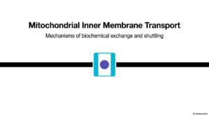 69. A Guide to Mitochondrial Transport Systems and Metabolic Shuttles