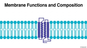 71. Plasma Membrane Functions and Composition