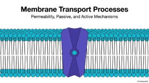 72. Plasma Membrane Transport Processes: Active and Passive Transport