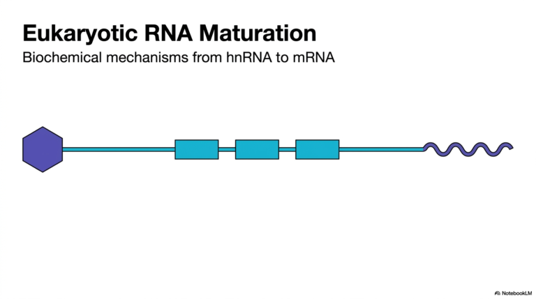 Slide 1: Introduction to RNA Maturation: Transforming the Genetic Blueprint