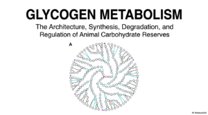 Glycogen Metabolism: Structural Principles, Pathways, and Clinical Significance