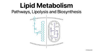 Lipid Metabolism: Biochemical Pathways and Processes