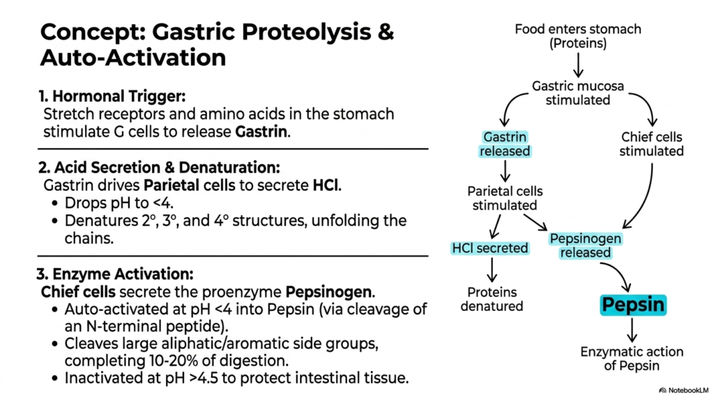 Protein Digestion: Mechanisms, Enzymes, and Absorption