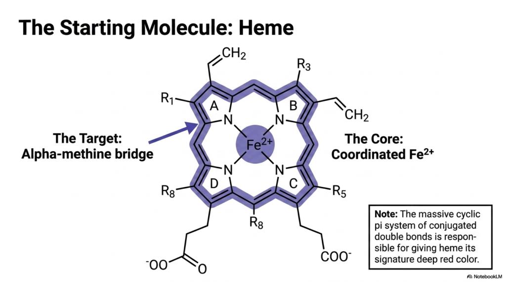 Slide 3: The Starting Molecule of Heme Degradation: Analyzing the Porphyrin Ring