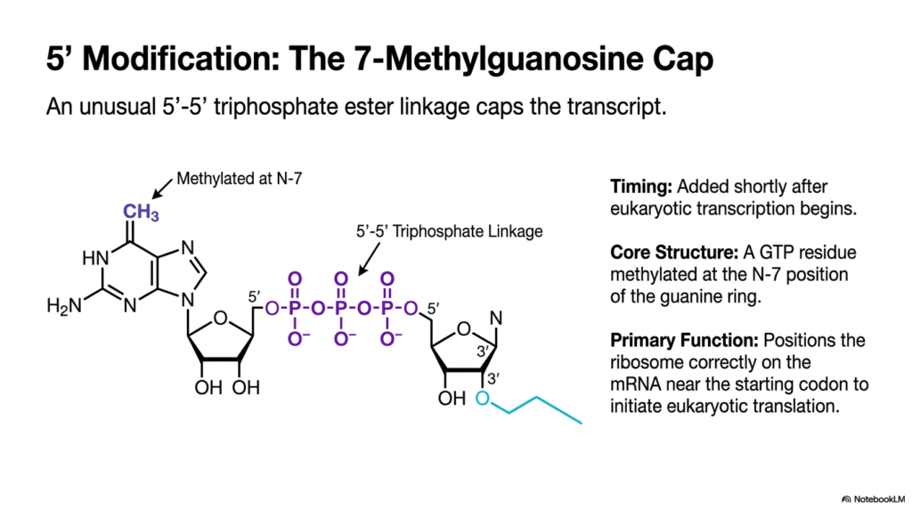 Slide 3: The 5' Cap in RNA Maturation: Securing the Terminus for Translation