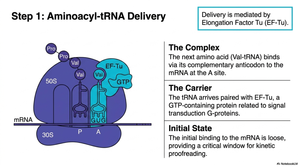 Slide 3: Translation Elongation and Termination: Aminoacyl-tRNA Delivery
