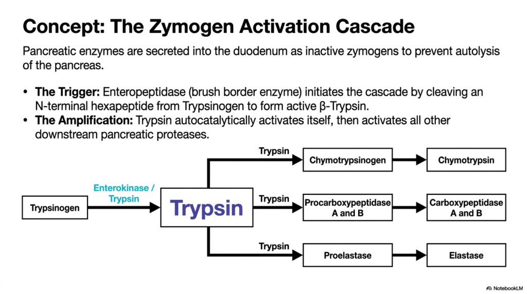 Protein Digestion: Mechanisms, Enzymes, and Absorption