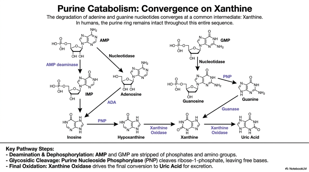 Nucleotide Degradation: Biochemical Pathways and Clinical Pathologies