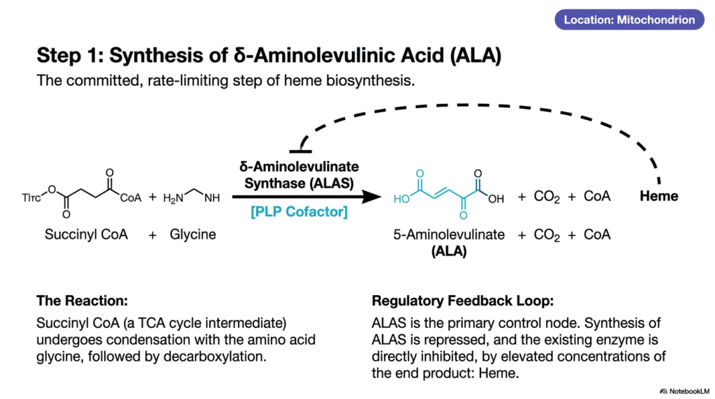 Slide 4: Step 1 of Heme Biosynthesis: The Rate-Limiting Synthesis of Delta-Aminolevulinic Acid