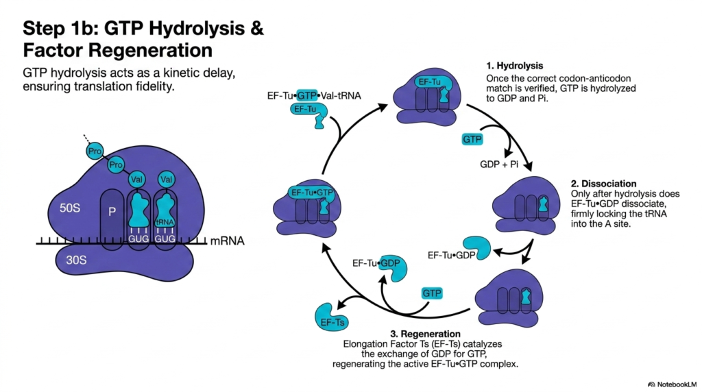 Slide 4: Translation Elongation and Termination: Factor Regeneration
