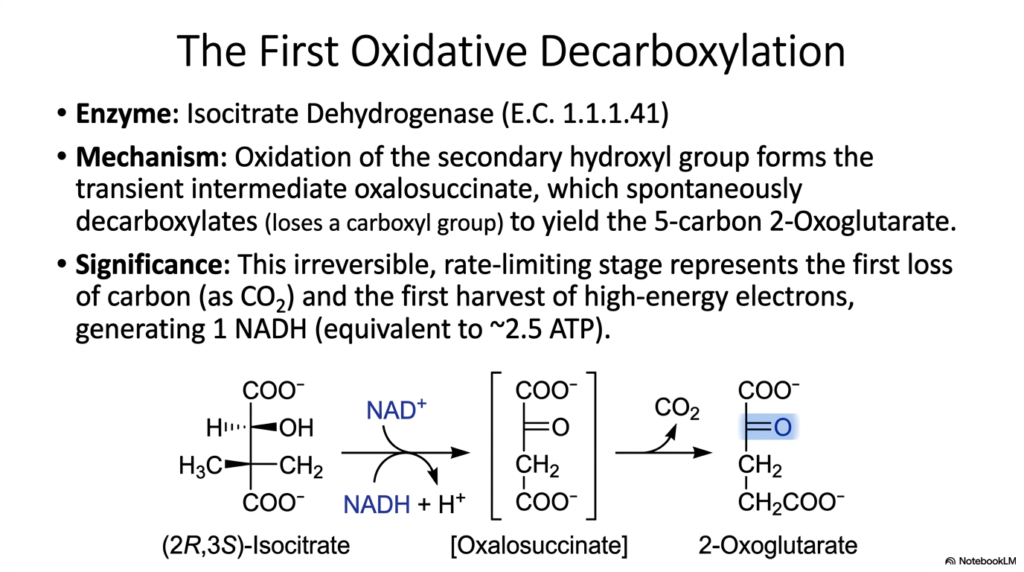 The Tricarboxylic Acid Cycle: Biochemical Pathways and Mechanisms