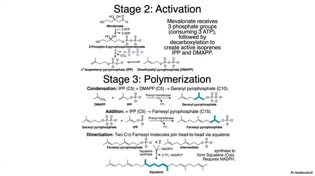 Cholesterol Biosynthesis: Pathways, Regulation, and Clinical Impact