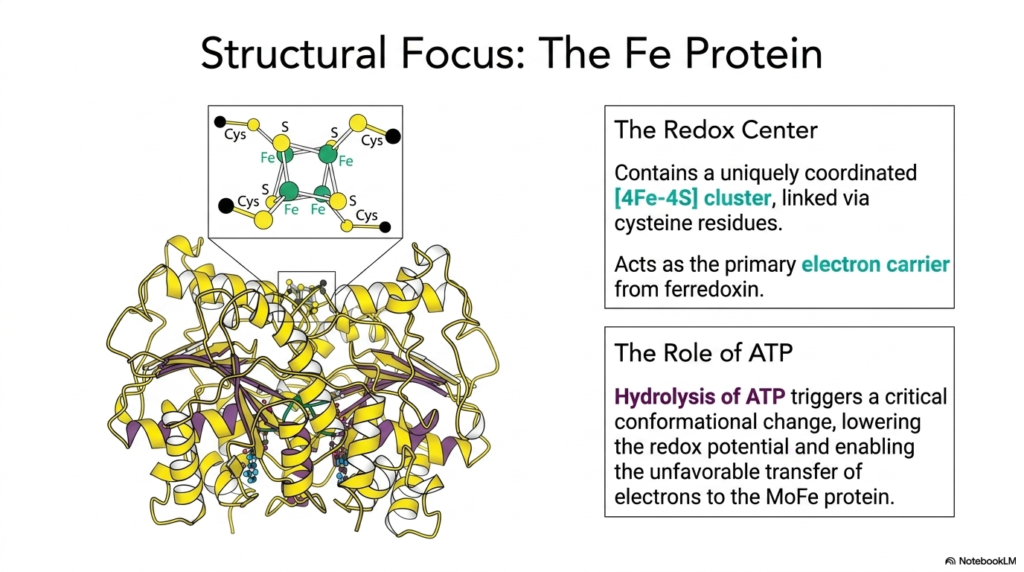 Amino Acid Biosynthesis: Pathways and Regulation