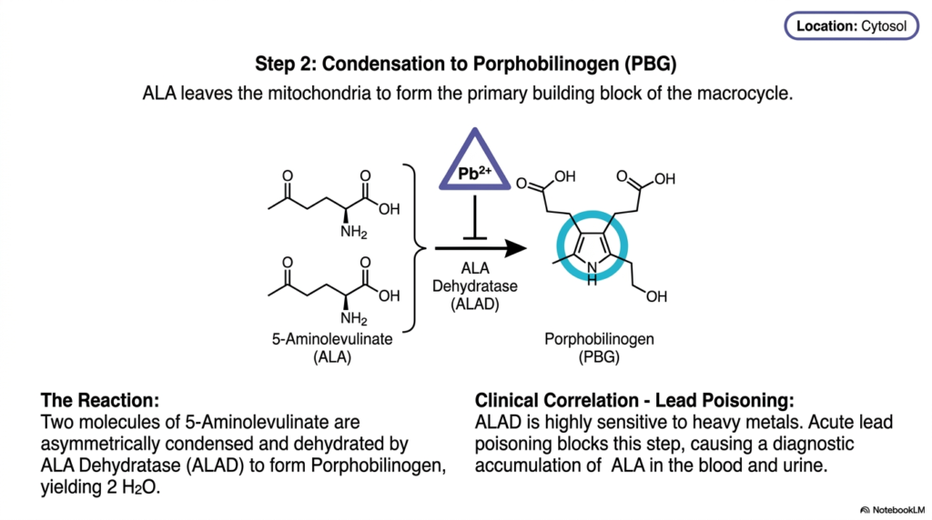 Slide 5: Step 2 of Heme Biosynthesis: Condensing into Porphobilinogen and the Threat of Toxicity