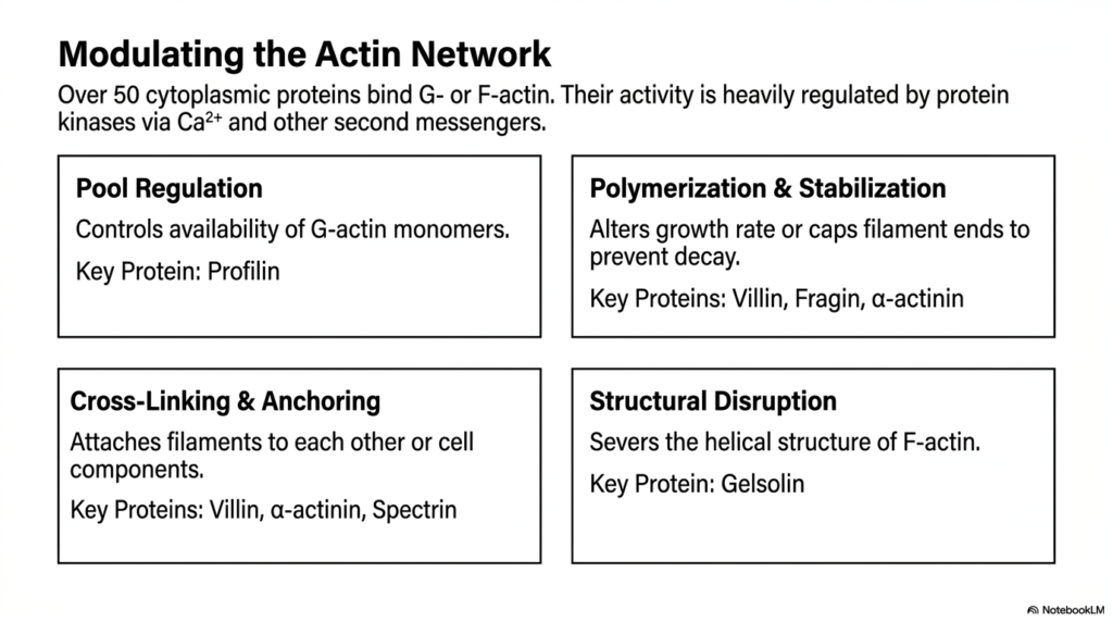 Slide 5: Eukaryotic Cytoskeleton: Regulatory Proteins and Actin Network Modulation
