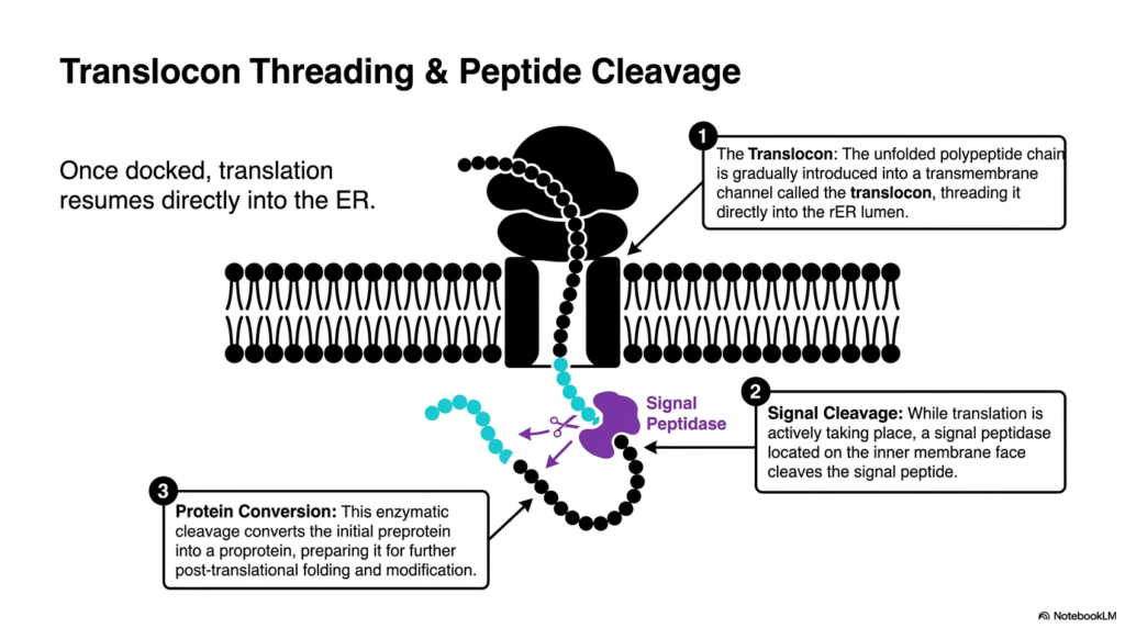 Slide 5: Advancing Protein Synthesis: Translocon Threading and Cleavage