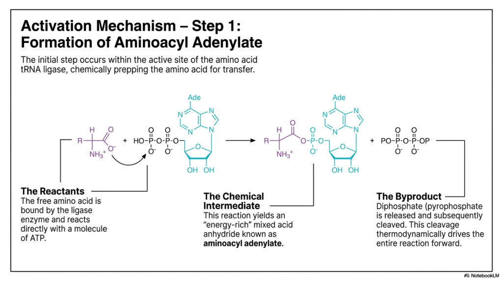 Slide 5: The First Step of Amino Acid Activation